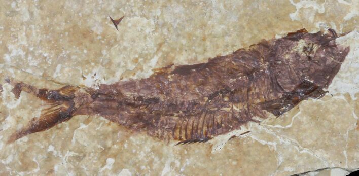 Knightia Fossil Fish - Wyoming #60858